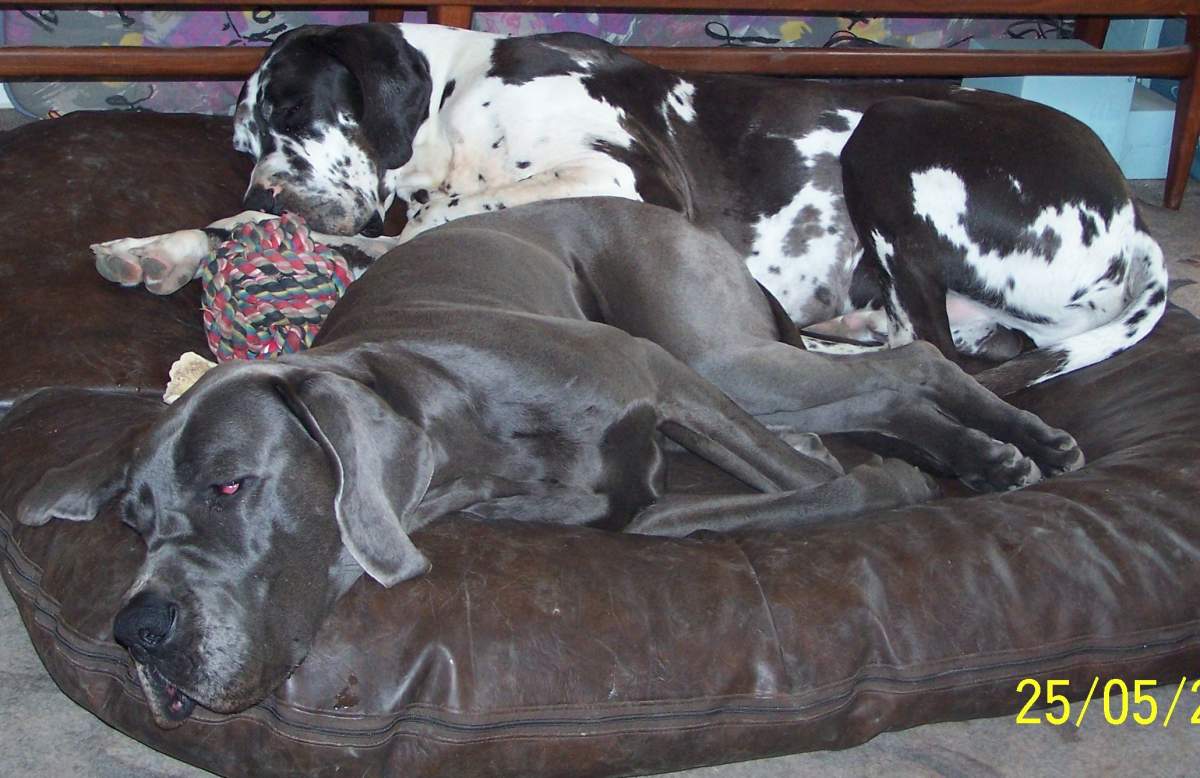 Wer behauptet, dass Doggen viel Platz brauchen?