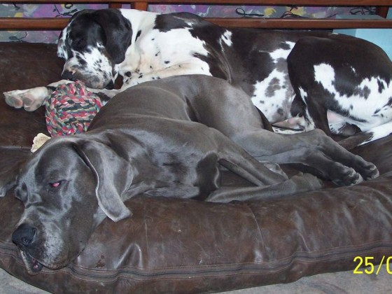 Wer behauptet, dass Doggen viel Platz brauchen?