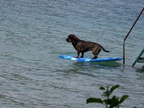 Nun brauche ich ein paar Wellen und ich bin der "Surfing Dog"