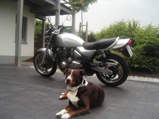 Kawasaki 1100 Zephyr
.. mit Stoiber, unserem Appenzeller/Aussie Mix