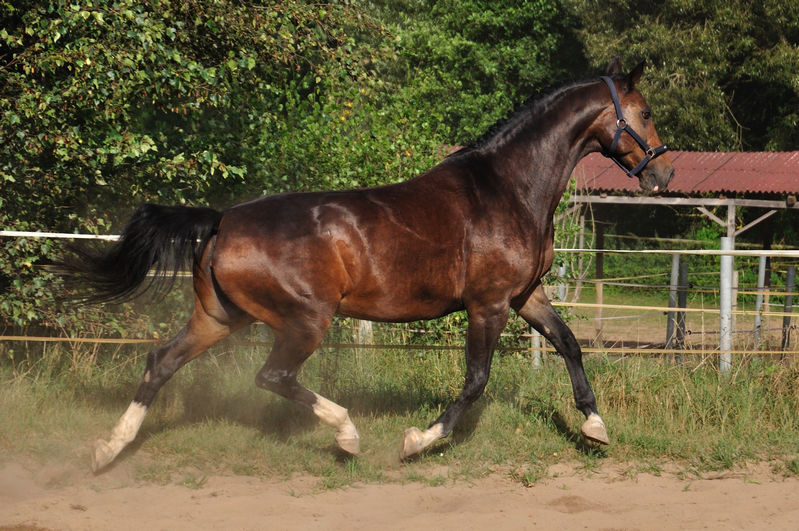 Unsere Bayrische Warmblutstute "Goldwind". Sie wurde im August 1993 geboren. Von der Abstammung ist sie eigentlich Springpferdelinie, jedoch auch mit sehr guter Dressurveranlagung.

Mir ihr startet meine LAG in Dressurprüfungen der Klasse A & L. Sie ist