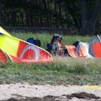 Zum Dank pass' ich jetzt auf die Kites auf!