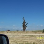 Toter Baum mit "lebenden" Ts