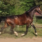 Unsere Bayrische Warmblutstute "Goldwind". Sie wurde im August 1993 geboren. Von der Abstammung ist sie eigentlich Springpferdelinie, jedoch auch mit sehr guter Dressurveranlagung.

Mir ihr startet meine LAG in Dressurprüfungen der Klasse A & L. Sie ist