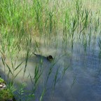 Erst mal die Wassertemperatur testen