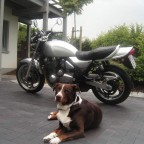 Kawasaki 1100 Zephyr
.. mit Stoiber, unserem Appenzeller/Aussie Mix