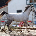 Unser Nachwuchsdressurpferd "Russian Silver".

Er ist im Mai 2005 geboren. Im Februar 2010 hatte er ein Stockmaß von ca. 1,72m. Er wird sicher noch 5 cm wachsen, bis er voll ausgewachsen ist.

Sein Ausbildungsstand ist z.Z. A-Niveau. Er hat bereits me