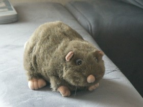 Gestatten, Superratte. Adoptiert 2005 auf dem Münchener Oktoberfest. Bewacht das Wohnzimmer und ist TV-Gernseher.