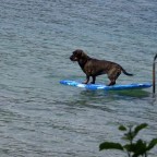Nun brauche ich ein paar Wellen und ich bin der "Surfing Dog"